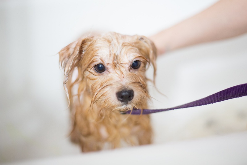 Medicated Pet Baths in Costa Mesa, CA